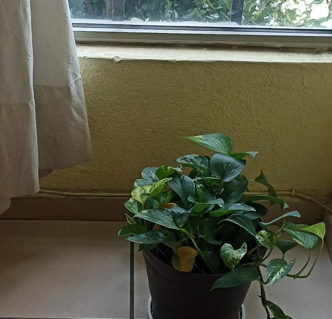 Departamento Tapatio Apartment Guadalajara